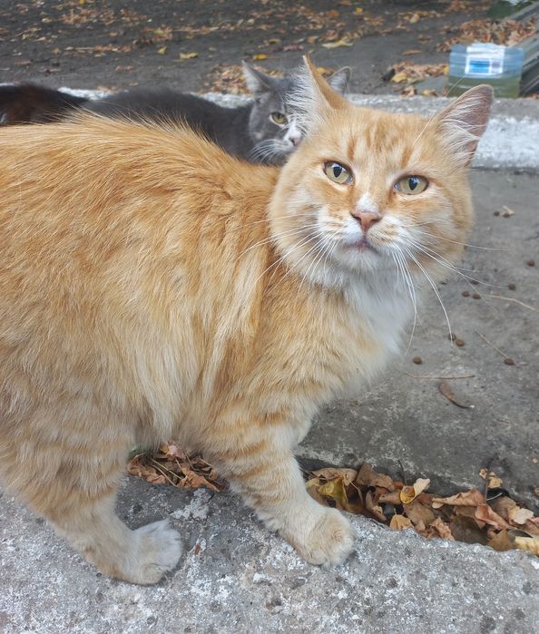 Рижик шукає сім'ю