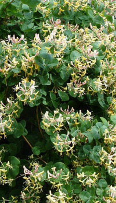 Продам саженцы  жимолости (каприфроль)