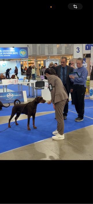 КСУ/FCI добермани