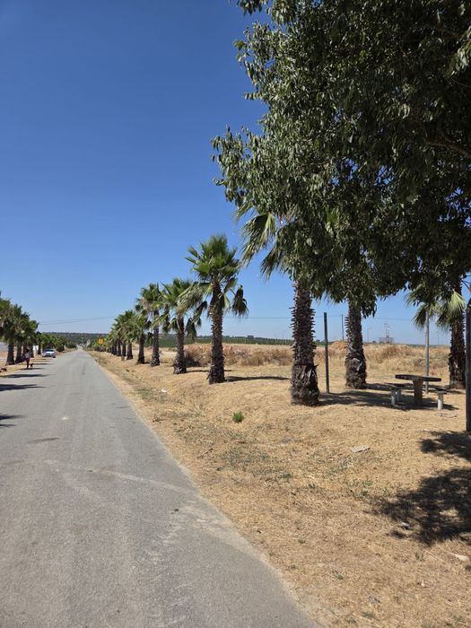 Palmeiras Washingtonia robusta