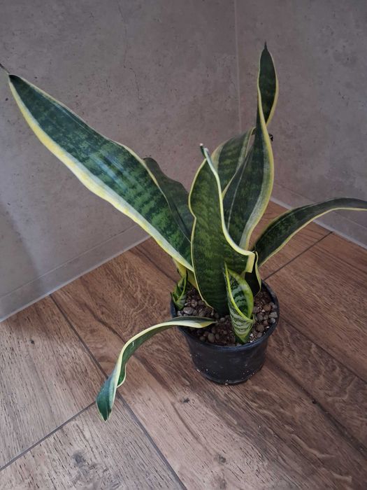 Sansevieria trifasciata