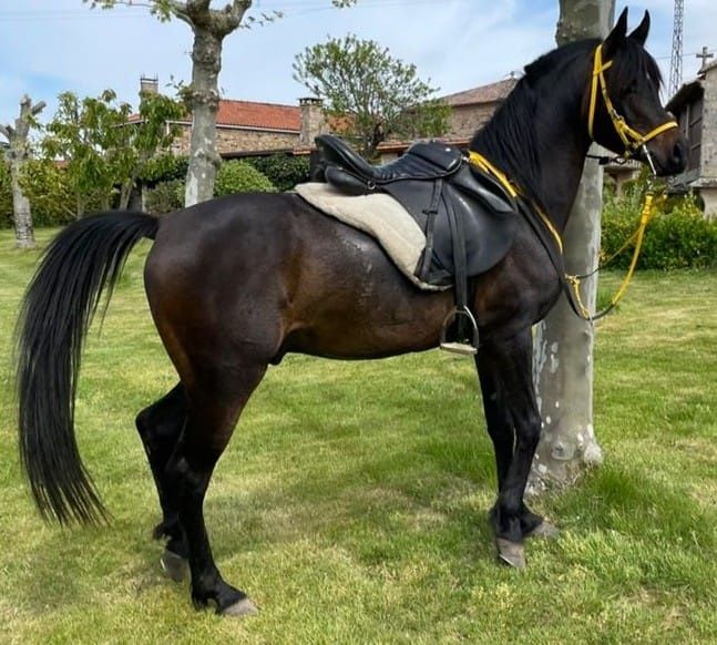 Cobrições Puro Sangue Arabe