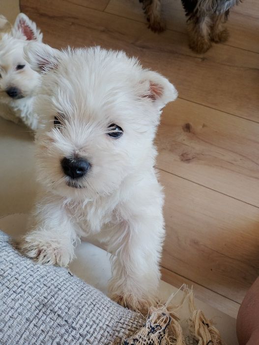 West Terrier piesek