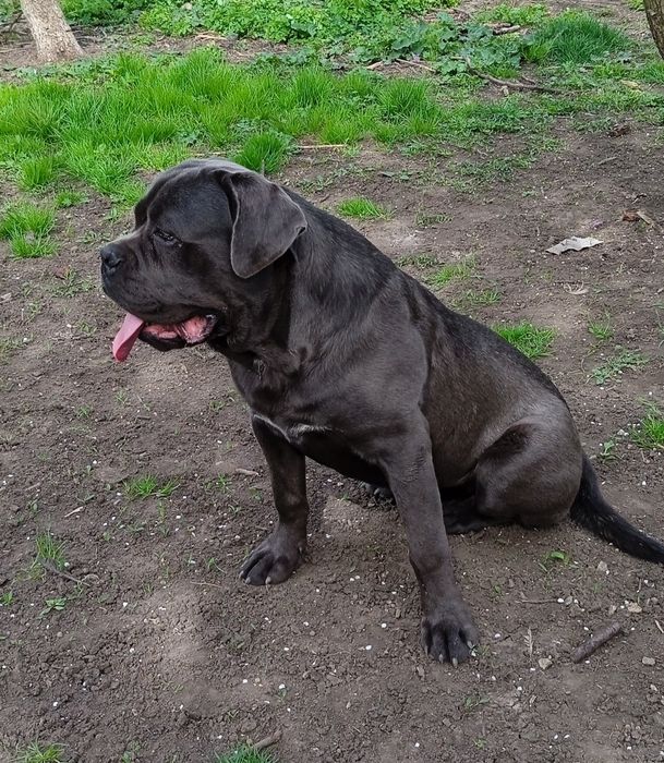 В'язка Кане Корсо кобель сірого забарвлення