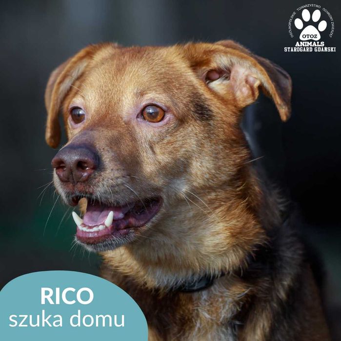 Wesoły Rico poleca się do adopcji!