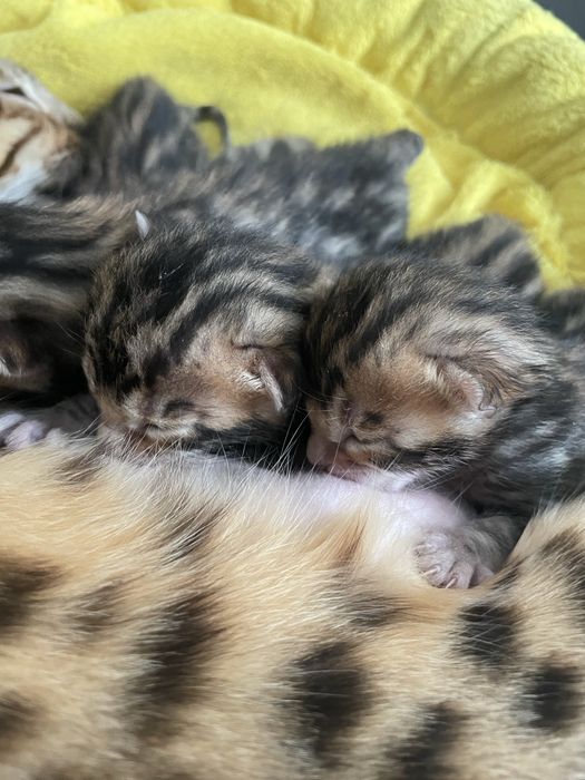 Бенгальські кошенята