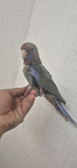 Rosela penante domesticada