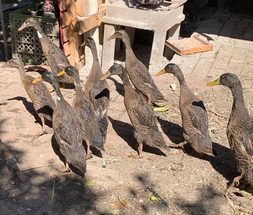 Patos  indianos corredores