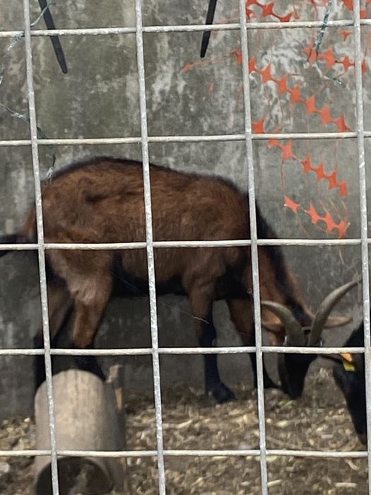 Cabras varias idades