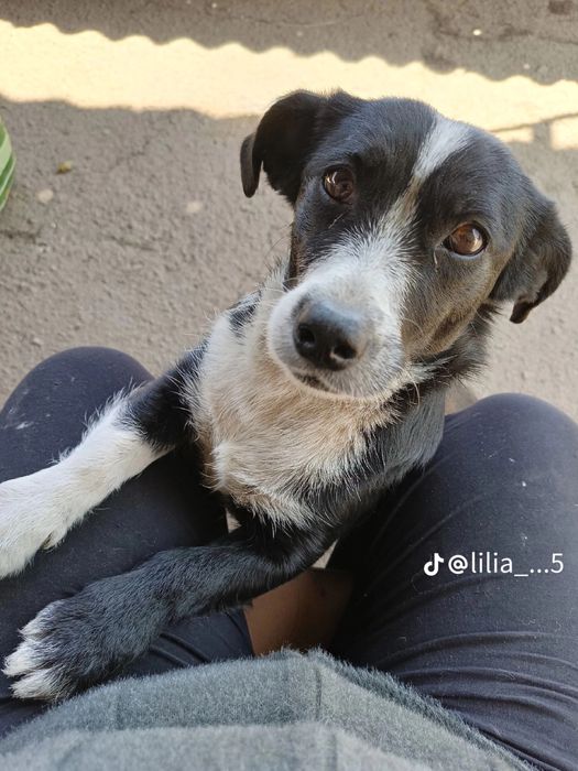 Тільки в добрі руки свої дворняги БЕЗКОШТОВНО