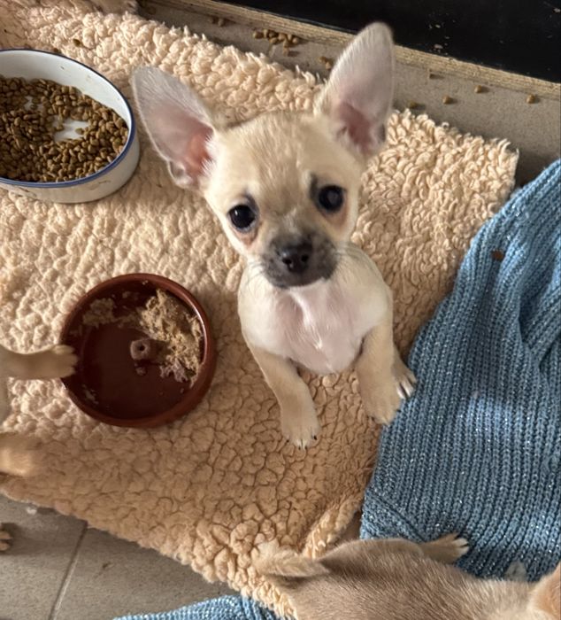 Chihuahua piesek