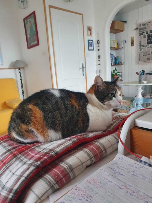 Gata linda de 1 ano carinhosa