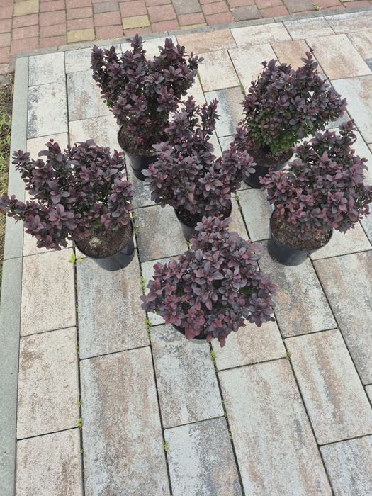 Барбарис Конкорд