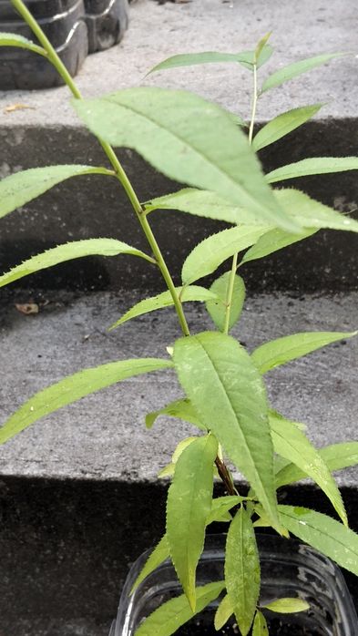 Pessegueiro platerina