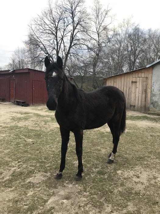 Кобила молода