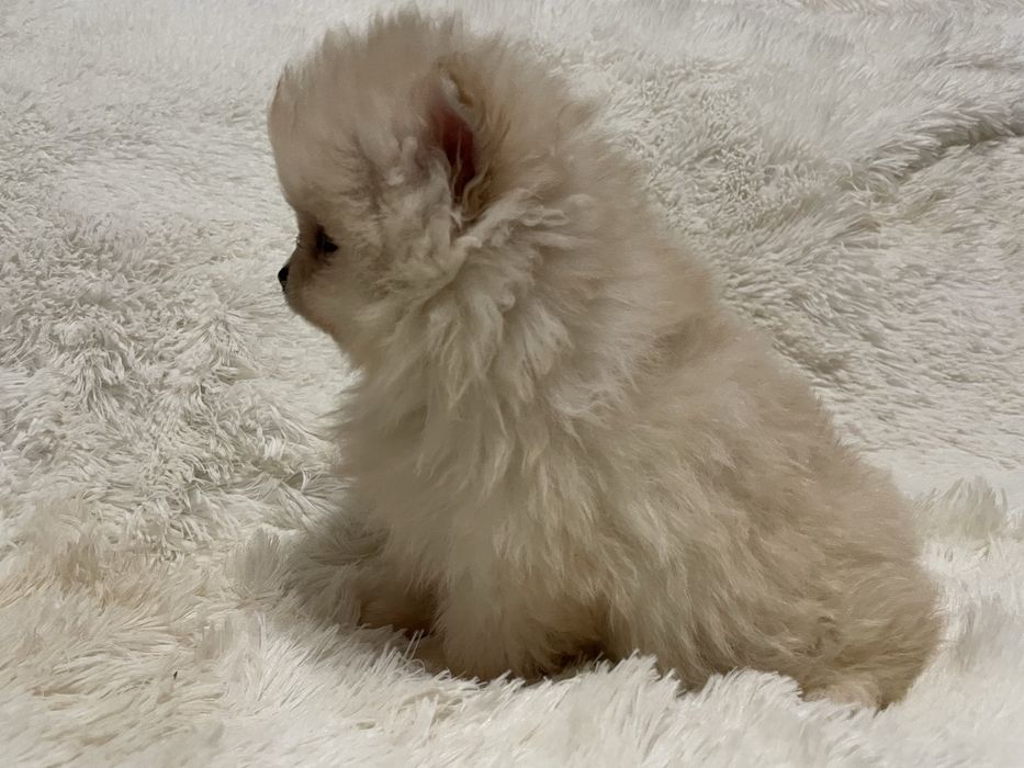 Pomeranian suczka mini