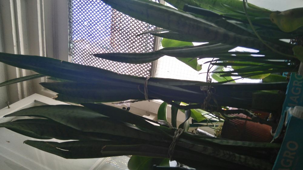 Espadas de S Jorge S. Jacinto