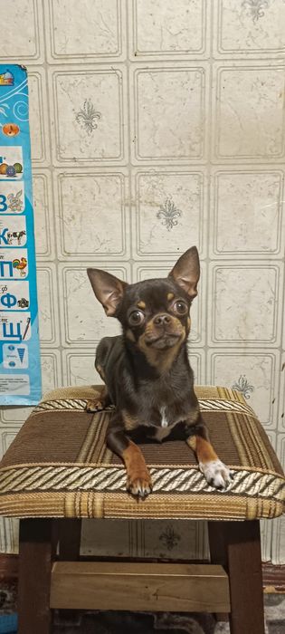 В'язка Чихуахуа міні