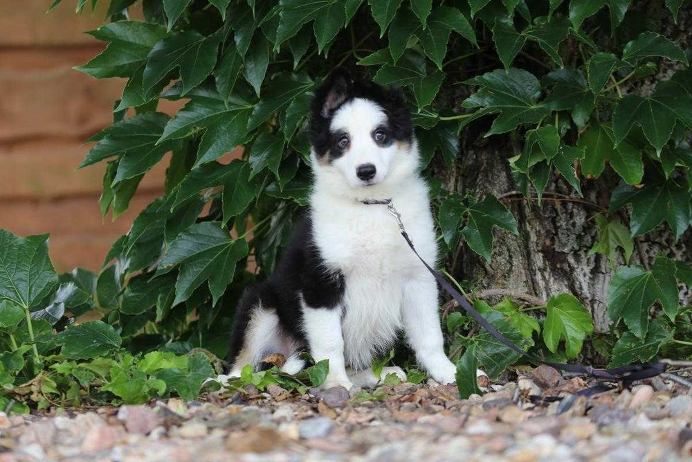Border Collie  szczeniak