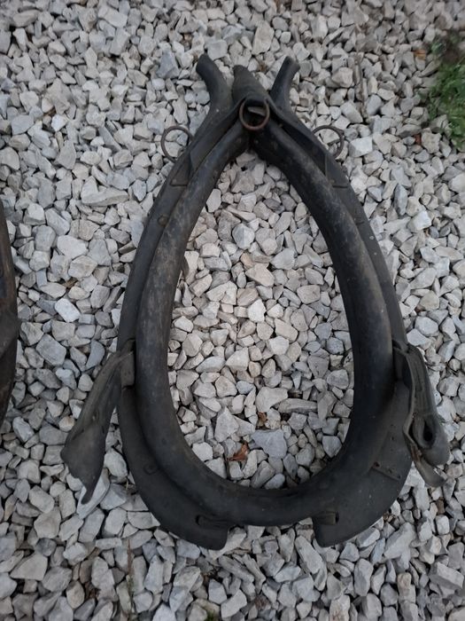 Homonta chomonta homonto