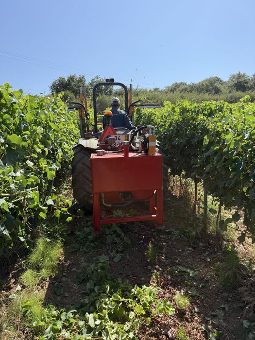 Despampanadeira provitis