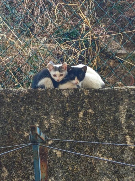 Gatinhos para Adoção Responsável (GUARDA)