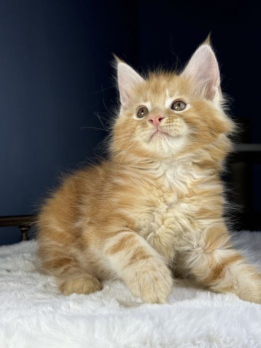Яркий рыжий котенок мейн кун мальчик 2 месяца