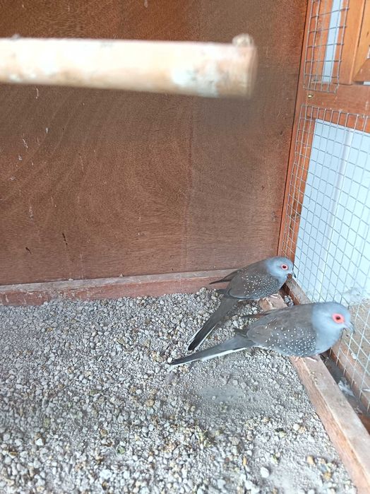Casal de rolas diamante com gaiola incluída