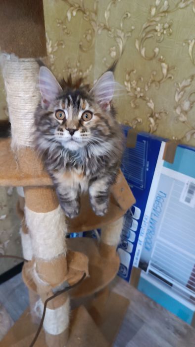 Котята Мейн кун кошенята