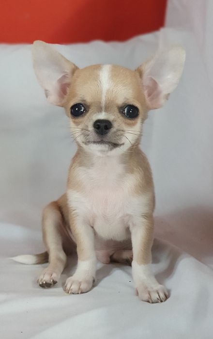 Гладкошерстный мальчик чихуахуа