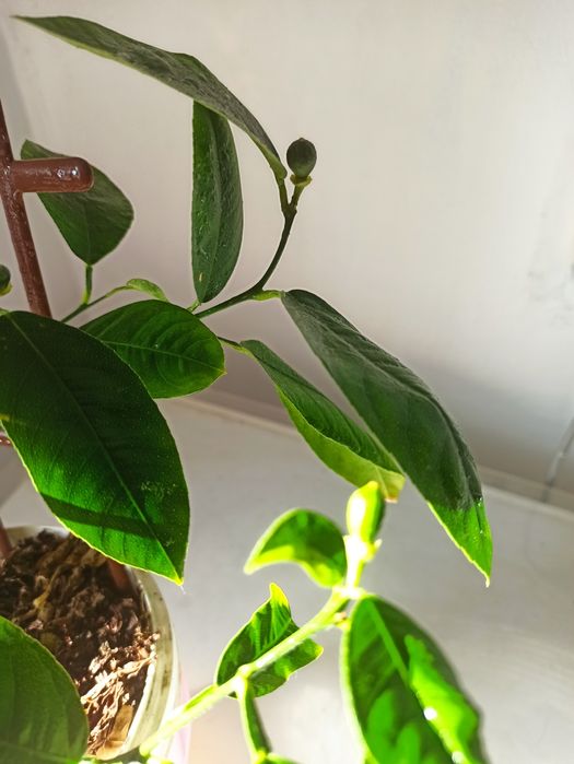 Саджанець лимон Майєра