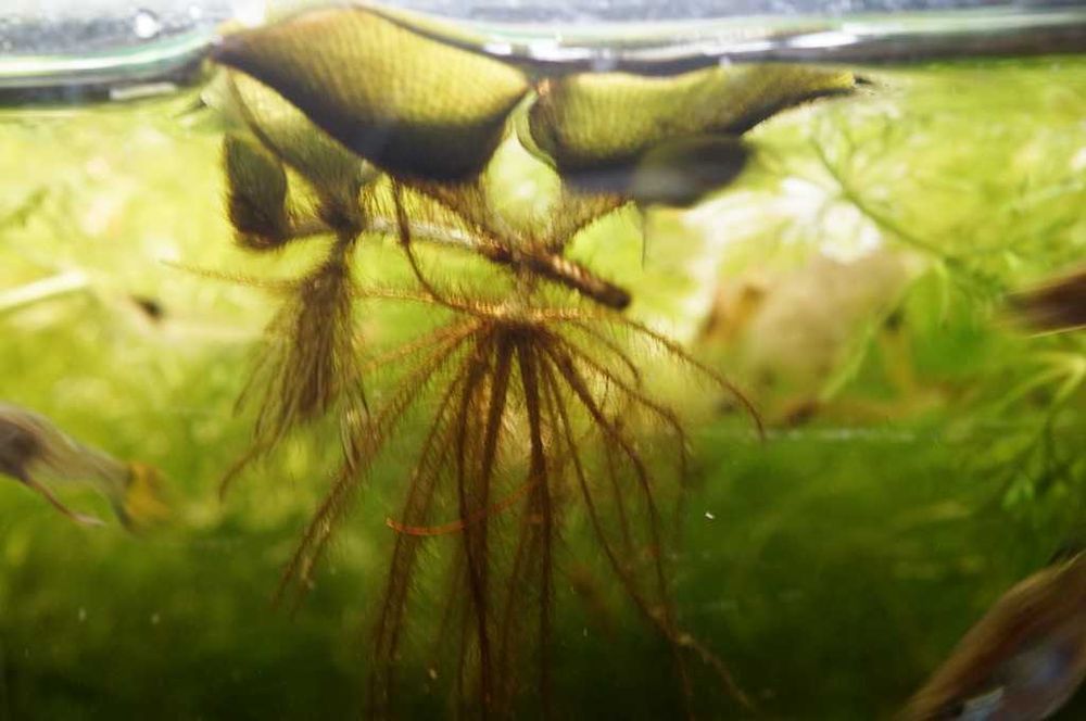 Planta flutuante para aquário ou lago