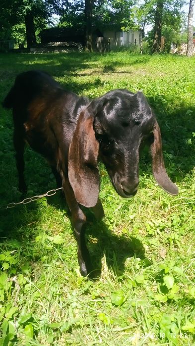 Англонубійська коза