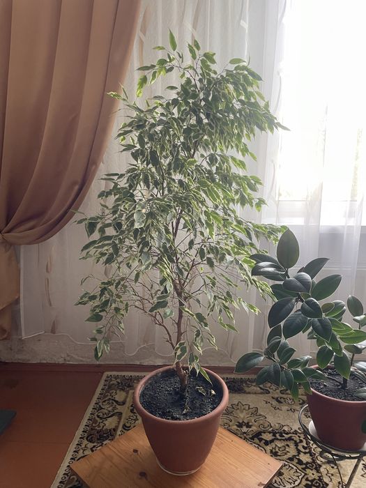 Фікус Бенджаміна