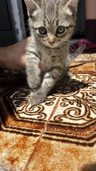 Doação de gatos-