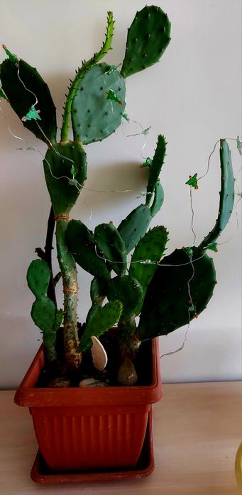 Opuncja figowa  - roslina w donicy