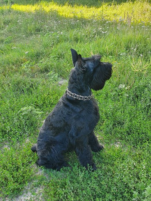 Кобель ризеншнауцер на вязку