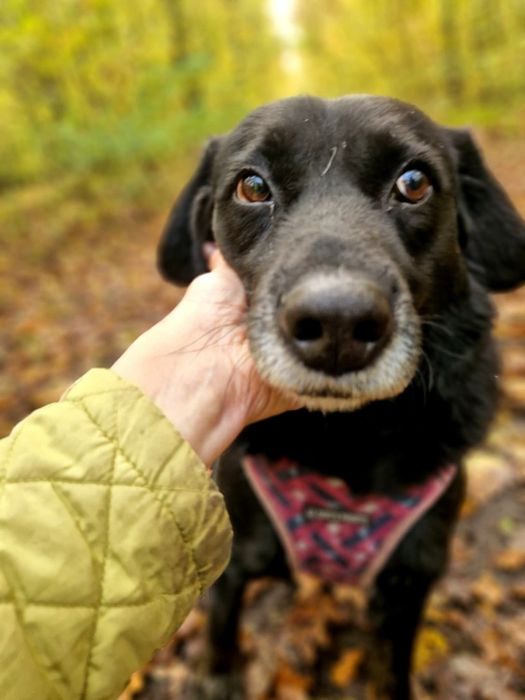 Labradorowaty psiak czeka 6lat na dom