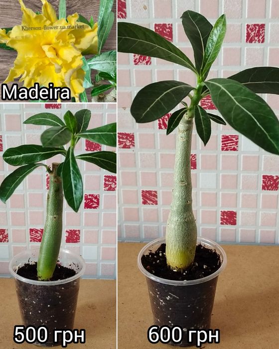 Адениум белый махровый Snow White