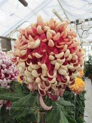 Хризантеми, саджанці в контейнерах!