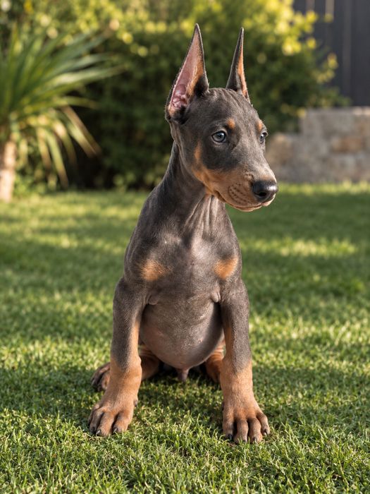 Dobermann blue macho
