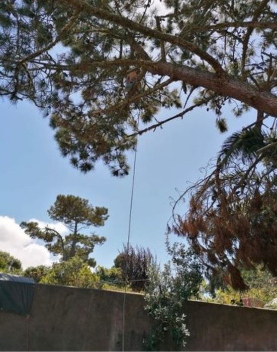 Serviços de jardinagem, jardineiro, poda e abate de árvores