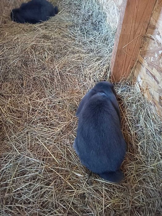 Króliki Baran Francuski