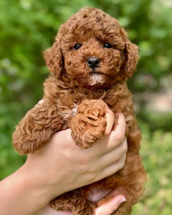 Poodle disponível