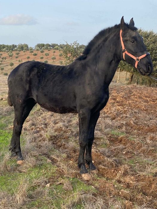Poldro preto com 23 meses
