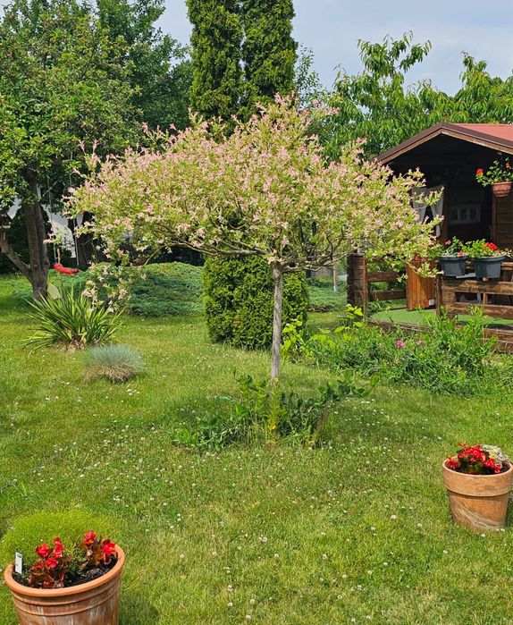 Działka rekreacyjna, ogródek działkowy ROD Puszcza Bukowa Szczecin - Widok 6
