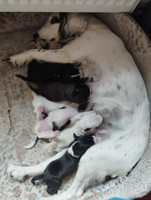 Щенки продам,  писать в ОЛХ