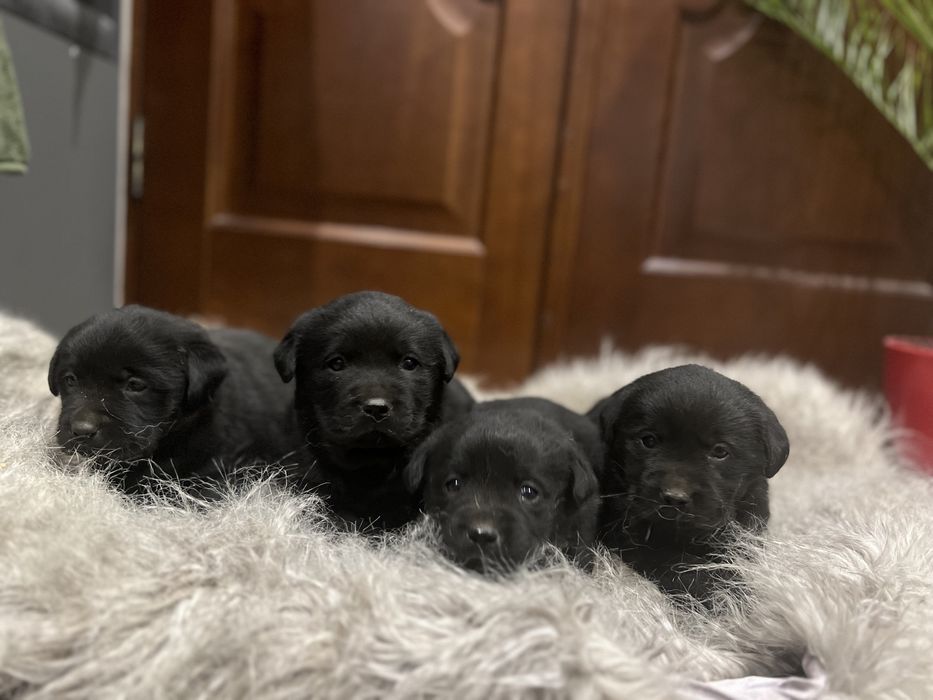 Чорний лабрадор ретрівер