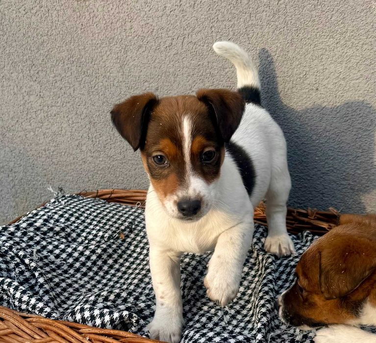 Jack Russell Terrier od # SMARTIE JACKS # piękny zdrowy PIESEK