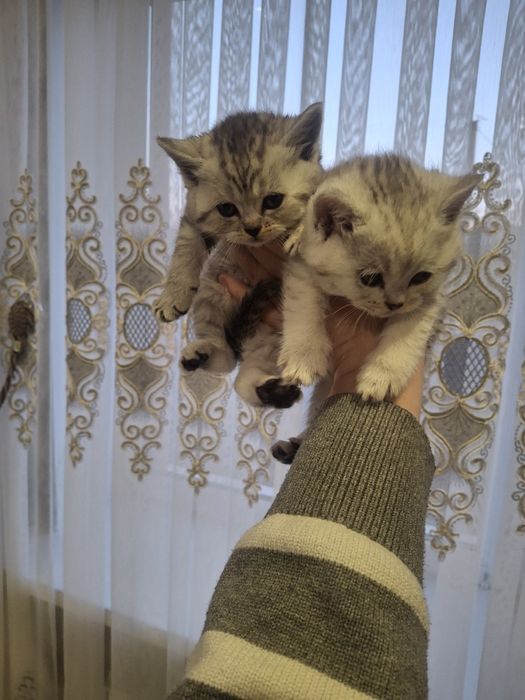 Продам   кошення